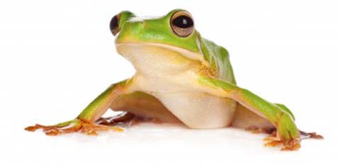 frog